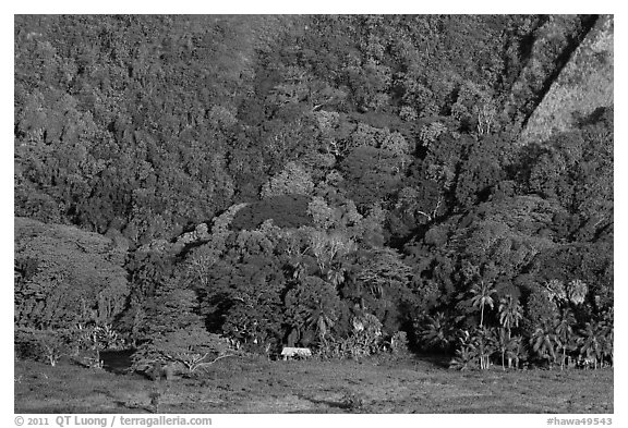 Houses at the base of steep Waipio Valley walls. Big Island, Hawaii, USA (black and white)