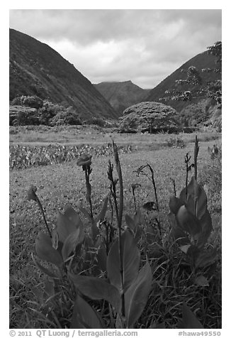 Tropical flowers and taro plantations, Waipio Valley. Big Island, Hawaii, USA