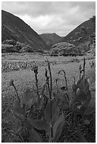 Tropical flowers and taro plantations, Waipio Valley. Big Island, Hawaii, USA ( black and white)