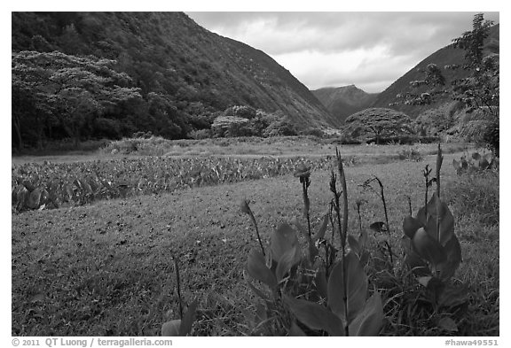 Tropical flowers and taro cultivation, Waipio Valley. Big Island, Hawaii, USA (black and white)