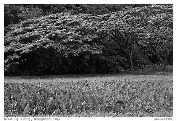 Taro field and forest, Waipio Valley. Big Island, Hawaii, USA