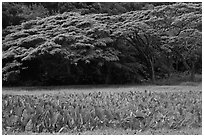 Taro field and forest, Waipio Valley. Big Island, Hawaii, USA (black and white)