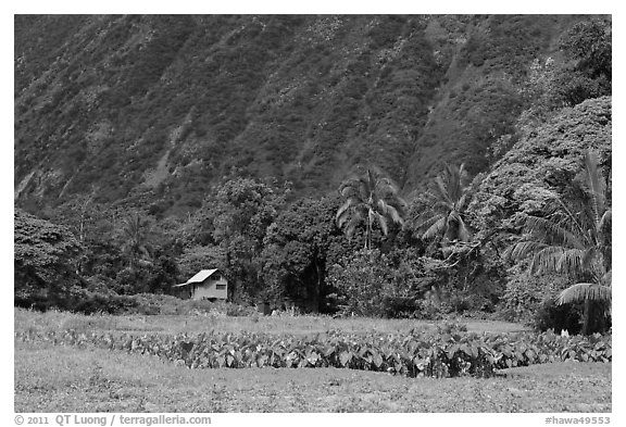 Taro farm, Waipio Valley. Big Island, Hawaii, USA (black and white)