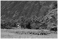 Taro farm, Waipio Valley. Big Island, Hawaii, USA ( black and white)