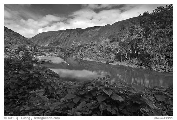 River, Waipio Valley. Big Island, Hawaii, USA (black and white)