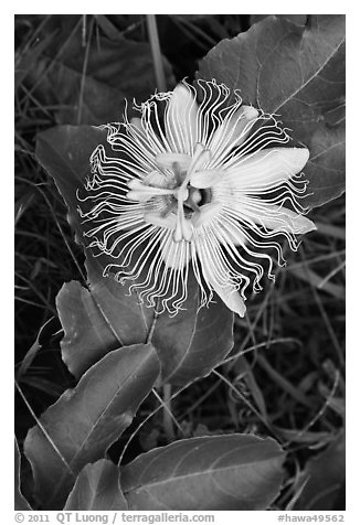 Passion fruit flower, Waipio Valley. Big Island, Hawaii, USA (black and white)