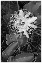 Passion fruit flower, Waipio Valley. Big Island, Hawaii, USA (black and white)