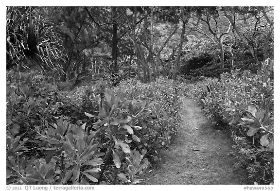 Trail in forest, Waipio Valley. Big Island, Hawaii, USA (black and white)