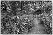 Trail in forest, Waipio Valley. Big Island, Hawaii, USA (black and white)