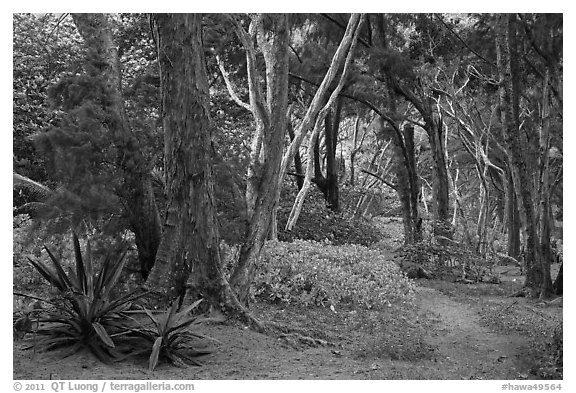 Coastal forest,  Waipio Valley. Big Island, Hawaii, USA (black and white)