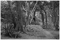 Coastal forest,  Waipio Valley. Big Island, Hawaii, USA ( black and white)