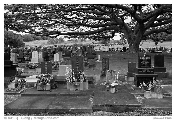 Graves under large tree, Hilo. Big Island, Hawaii, USA (black and white)