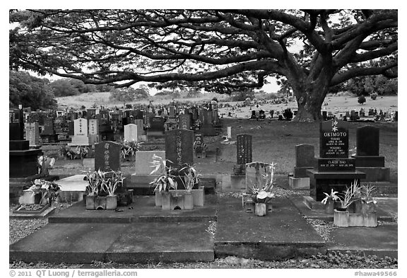 Graves under large tree, Hilo. Big Island, Hawaii, USA