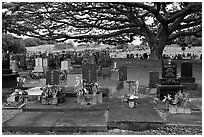 Graves under large tree, Hilo. Big Island, Hawaii, USA (black and white)