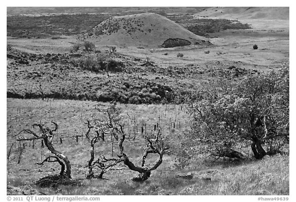 Grassy volcanic hills. Big Island, Hawaii, USA (black and white)