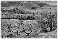 Grassy volcanic hills. Big Island, Hawaii, USA ( black and white)