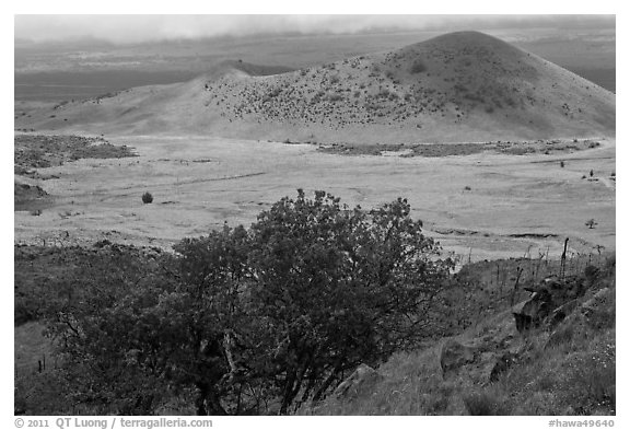 Vegetation-covered cinder cones. Big Island, Hawaii, USA