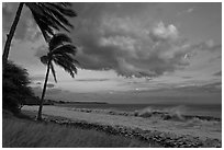 Palm trees, cloud, and ocean surf at sunset. Lahaina, Maui, Hawaii, USA ( black and white)