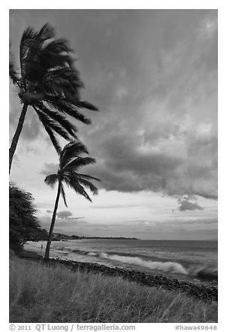 Palm trees on beach sway in breeze at sunset. Lahaina, Maui, Hawaii, USA (black and white)