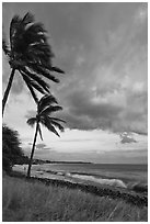 Palm trees on beach sway in breeze at sunset. Lahaina, Maui, Hawaii, USA (black and white)