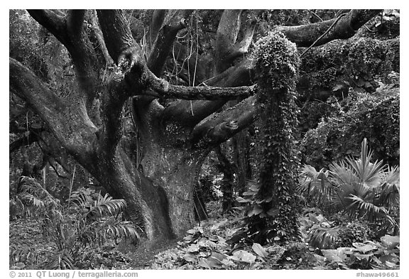 Trees in rainforest. Maui, Hawaii, USA (black and white)