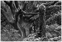 Trees in rainforest. Maui, Hawaii, USA (black and white)