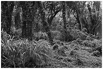 Jungle forest. Maui, Hawaii, USA ( black and white)