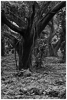 Lianas and rainforest trees. Maui, Hawaii, USA ( black and white)