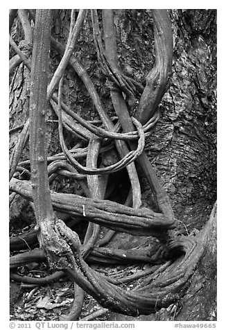 Lianas and tree trunk. Maui, Hawaii, USA