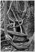 Lianas and tree trunk. Maui, Hawaii, USA (black and white)