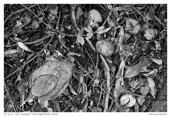 Fallen tropical fruits. Maui, Hawaii, USA (black and white)