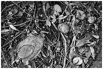 Fallen tropical fruits. Maui, Hawaii, USA (black and white)