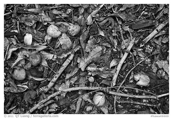 Forest floor close-up with fallen fruits. Maui, Hawaii, USA (black and white)