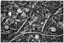 Forest floor close-up with fallen fruits. Maui, Hawaii, USA (black and white)