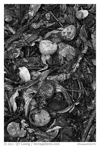 Fallen guava fruits. Maui, Hawaii, USA (black and white)