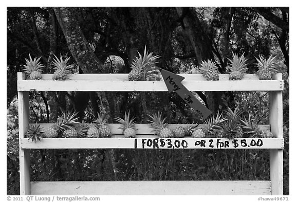 Pineapple self-serve stand. Maui, Hawaii, USA (black and white)