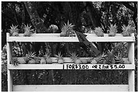 Pineapple self-serve stand. Maui, Hawaii, USA ( black and white)