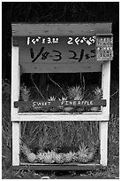 Self-serve fruit stand with pineapples. Maui, Hawaii, USA ( black and white)