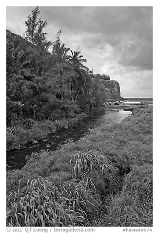Creek, palm trees, and ocean. Maui, Hawaii, USA (black and white)