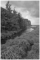 Creek, palm trees, and ocean. Maui, Hawaii, USA ( black and white)