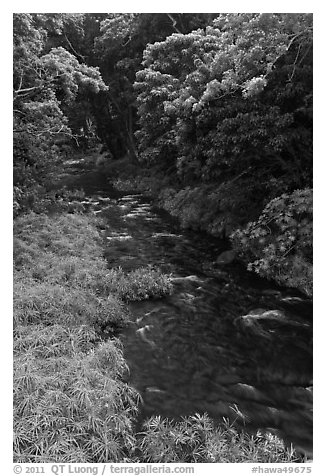 Honokohau creek flowing through forest. Maui, Hawaii, USA (black and white)