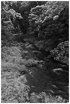 Honokohau creek flowing through forest. Maui, Hawaii, USA ( black and white)