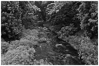 Creek through tropical forest. Maui, Hawaii, USA ( black and white)