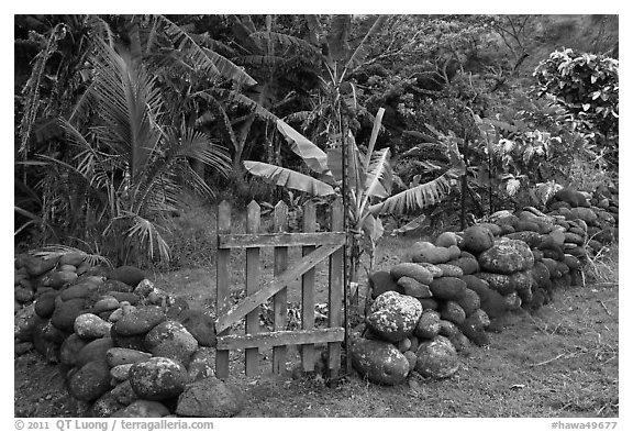 Tropical garden delimited by low stone walls. Maui, Hawaii, USA (black and white)