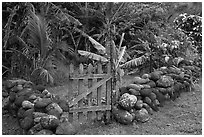 Tropical garden delimited by low stone walls. Maui, Hawaii, USA (black and white)