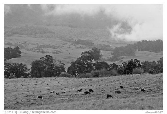 High country pastures with cows. Maui, Hawaii, USA