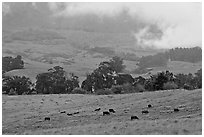 High country pastures with cows. Maui, Hawaii, USA (black and white)