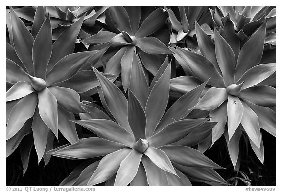 Cluster of agaves. Maui, Hawaii, USA