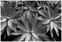 Cluster of agaves. Maui, Hawaii, USA (black and white)