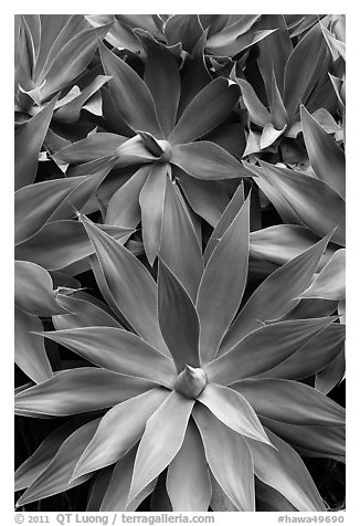 Agave plants. Maui, Hawaii, USA (black and white)